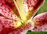 Macro di fiore con tantissime macchie rosse