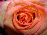 Immagine rosa arancione Macro di rosa arancione con tante venature gialle e rosa