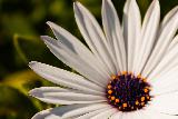 Macro fiore bianco con bellissimi petali allungati