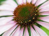 Immagine reticolato Macro fiore con al centro un reticolato