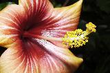 Immagine riflessi Macro fiore con bellissimi riflessi dorati