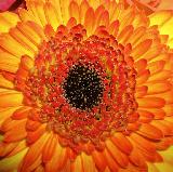 Macro fiore con mille petali arancioni e gialli