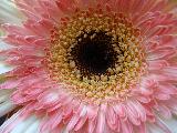 Immagine grossa Macro fiore con petali rosa e bianchi e grossa parte centrale