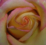 Immagine sfumature Macro rosa gialla con sfumature rosa