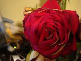 Immagine meravigliosa Meravigliosa rosa rossa per un regalo sicuramente apprezzato
