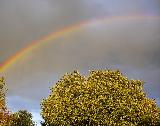 Mezzo arcobaleno in cielo grigio sopra albero