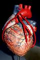 Immagine cuore Modello in plastica di cuore
