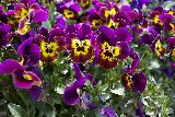 Immagine fiori Molti fiori viola con parte centrale gialla ravvicinati