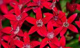 Immagine stella Moltitudine di fiori rossi con petali che formano una stella