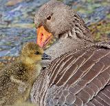 Immagine tenerezza Momenti di tenerezza tra piccolo uccello e sua madre