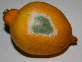 Immagine muffa Muffa a forma di cuore su limone