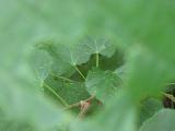 Immagine cuore Natura vista attraverso un cuore verde