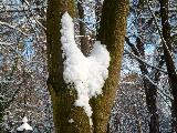 Neve a forma di cuore in mezzo ad albero