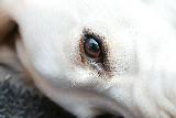 Immagine occhi Occhi dolci di cane bianco stanco