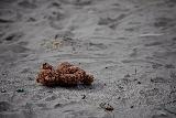 Immagine abbandonato Orsetto tristemente abbandonato sulla spiaggia