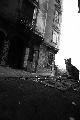 Immagine paesaggio urbano Paesaggio urbano desolato con gattino su strada
