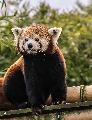Immagine rosso Panda rosso attento a ciò che lo circonda