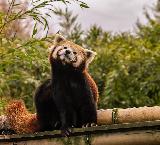 Panda rosso con sguardo dolce e curioso