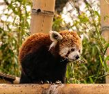 Immagine tanto Panda rosso paffutello tanto dolce nel Jardin des Plantes di Parigi