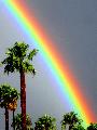 Parte di arcobaleno in diagonale sopra le belle palme
