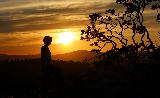 Pensieri vicino ad albero bello al tramonto