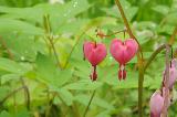 Pianta con bellissimi cuori pendenti