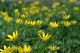 Piccoli fiori gialli nel prato