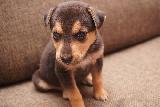 Immagine adorabile Piccolo cane adorabile e dolce sul divano