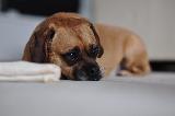 Immagine cane Piccolo cane con grande tristezza stampata sul viso