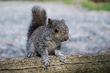 Immagine piccolo scoiattolo Piccolo scoiattolo che fa molta tenerezza