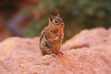 Immagine piccolo scoiattolo Piccolo scoiattolo che fa tanta tenerezza