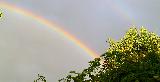 Immagine verdi Porzione di arcobaleno che cade su albero con foglie verdi