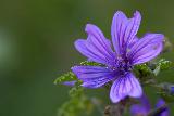 Primo piano di fiore viola molto bello con sfondo verde bellissimo