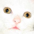 Primo piano di viso di un dolce gatto bianco