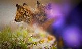 Immagine puma Puma a contatto nella natura molto teneri