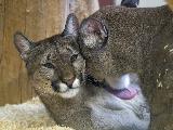 Immagine puma Puma che si scambiano tenere effusioni