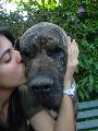 Immagine teneramente Ragazza che bacia teneramente un cane