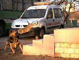 Immagine ruota Rissa tra cane e gatto davanti a un furgone con una ruota su un gattino
