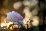 Immagine bellissima Rosa bianca con bellissima luce sullo sfondo