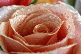 Rosa color salmone inumidita dalla rugiada che esprime dolcezza