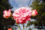 Immagine rosa Rosa con alberi sullo sfondo