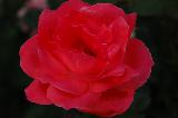 Immagine pensiero Rosa con bei petali rossi per un pensiero romantico