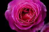 Immagine dolce Rosa con riflessi violacei per un dolce regalo