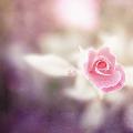 Rosa dal colore rosato molto delicato per teneri pensieri di amore