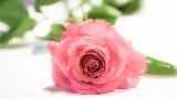 Immagine belle Rosa di color rosa con belle foglie verdi