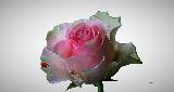 Immagine bella Rosa romantica molto bella sul bianco e il rosa