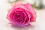 Immagine bella Rosa rosa molto bella in risalto
