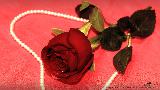 Immagine cuore Rosa rossa adagiata su cuore di perle