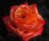 Rosa rossa e arancione in primo piano per San Valentino