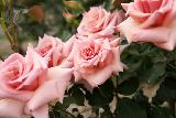 Immagine pensiero Rose bellissime e delicatissime per un tenero pensiero
